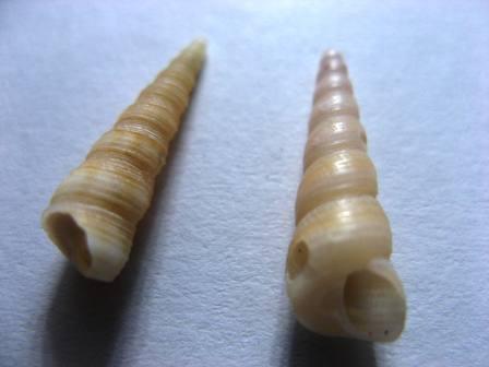 Ciao Identificazione.